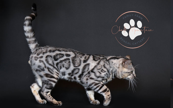 Bengal Kittens For Sale